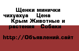 Щенки минички чихуахуа  › Цена ­ 15 000 - Крым Животные и растения » Собаки   